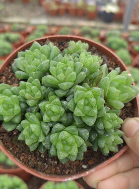 草玉露群生多头十二卷萌萌多肉植物办公室内喜阴肉肉盆栽花卉绿植