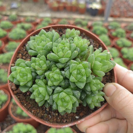 草玉露群生多头十二卷萌萌多肉植物办公室内喜阴肉肉盆栽花卉绿植