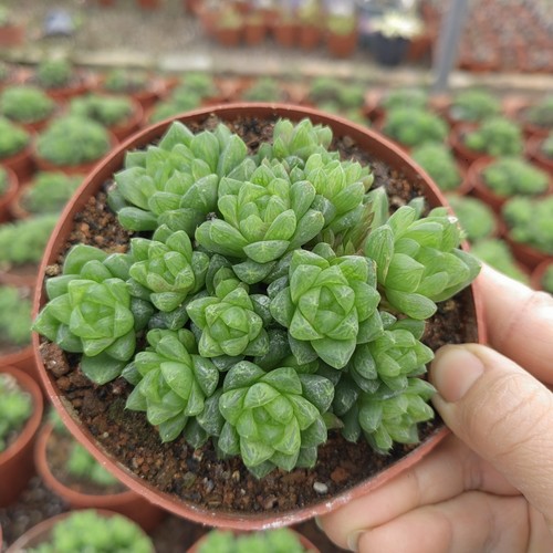 草玉露群生多头十二卷萌萌多肉植物办公室内喜阴肉肉盆栽花卉绿植