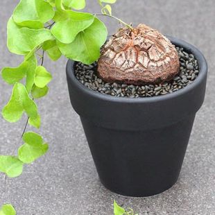 龟甲龙多肉植物室内盆栽美观象足龟品种爬藤蔓块根盆景好养