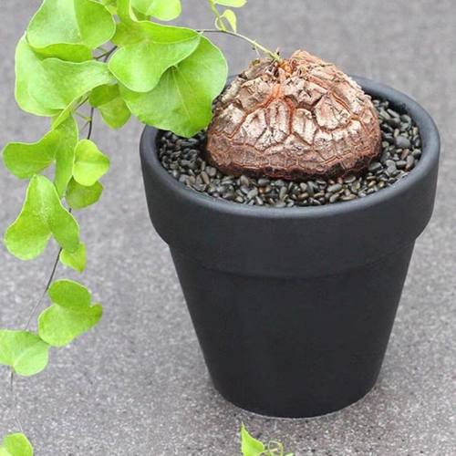 龟甲龙多肉植物室内盆栽美观象足龟品种爬藤蔓块根盆景好养