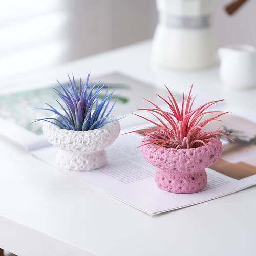 空气凤梨无土植物红精灵黄精灵绿精灵福果精灵桌面植物玻璃瓶