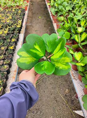 心叶球兰 内锦新品 室内观叶热带植物绿植盆栽好养ins风 爱心形叶