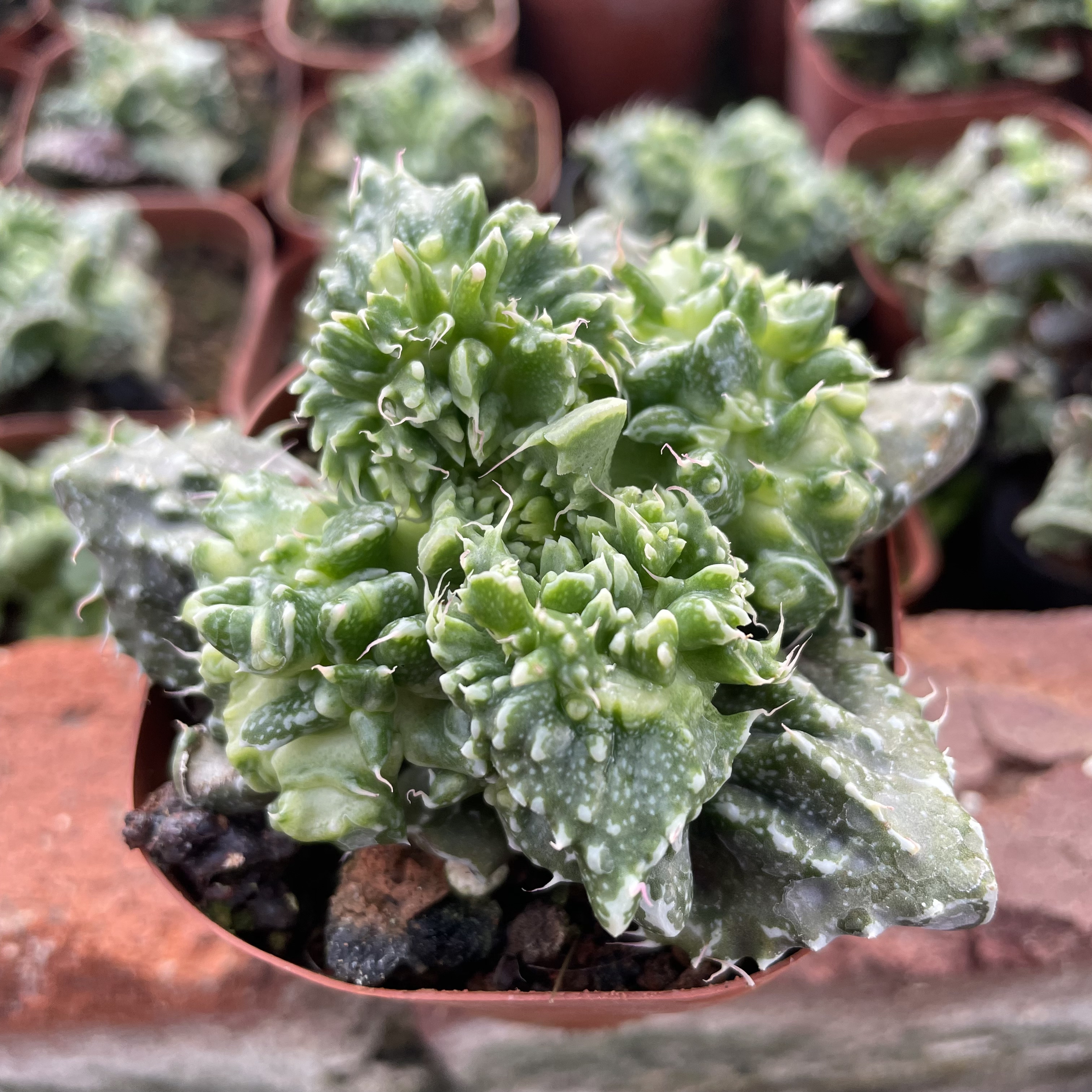 奇趣季节变颜色狂澜怒涛多肉植物办公室丑萌肉肉吸收甲醛盆栽花卉