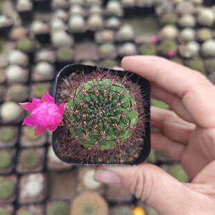 沟宝山属|红刺奇迹丸沟宝|开花自根仙人球掌防辐射多肉植物盆栽