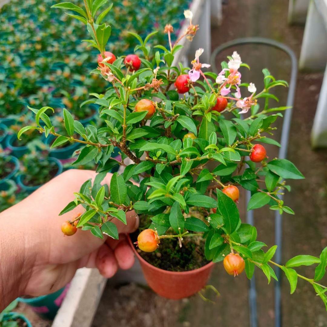 李氏樱桃盆景正宗盆栽花卉植物桌面好养办公室绿植禅意老桩