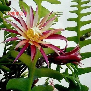 鱼骨令箭昙花开花仙人掌锯齿肉植物室内外阳台耐旱奇花异草盆栽