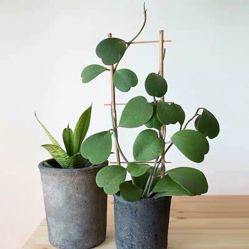 心叶球兰心型叶片爬藤球兰锦会开花攀藤植物窗台垂吊吊兰盆栽美观,鲜花速递/花卉仿真/绿植园艺,多肉植物,淘宝优惠券,粉丝福利购,淘宝优惠卷