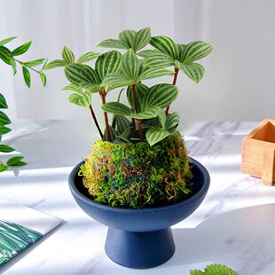 西瓜皮豆瓣绿苔藓球办公室内桌面绿植盆栽喜湿耐阴净化空气