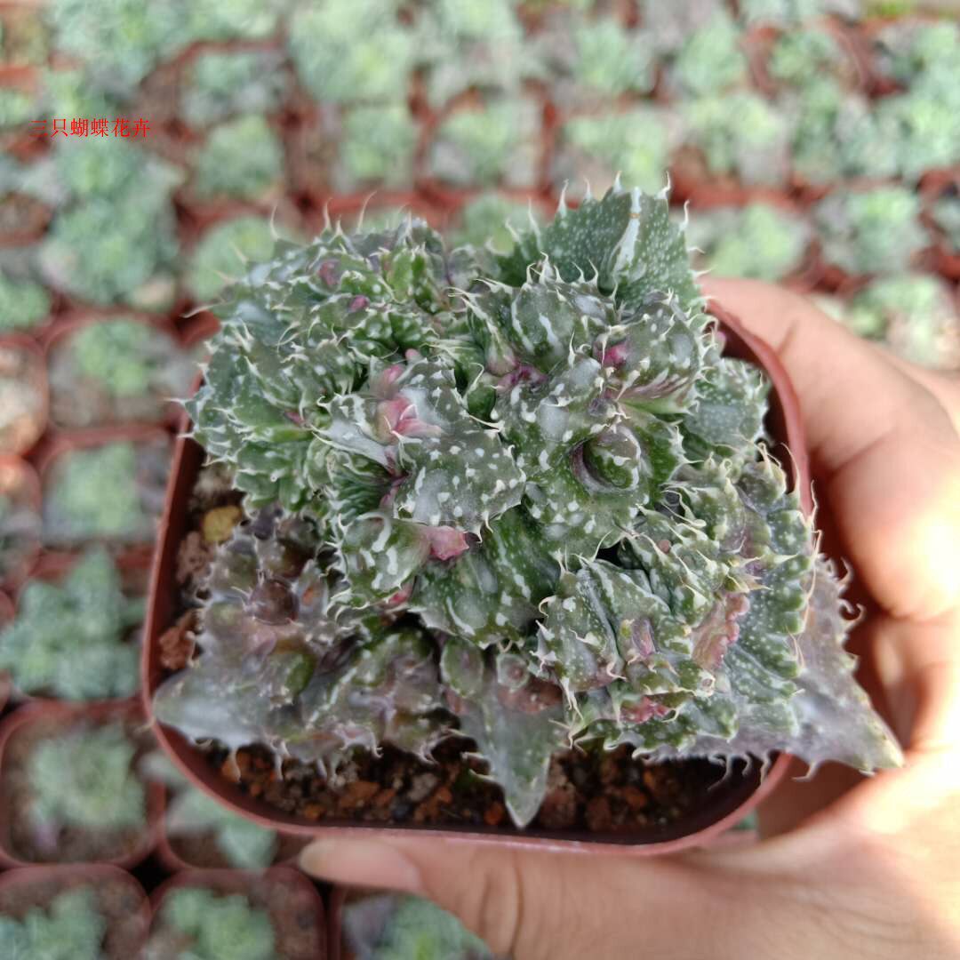 稀有狂澜怒涛四海波多肉植物好养无刺花卉番杏科冬叶红夏叶绿