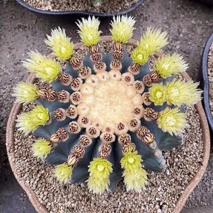 无刺王冠龙实生 群花爆花不扎手防辐射仙人球多肉植物盆栽花卉