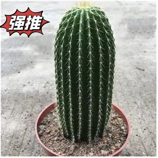 新款仙人柱大凤龙仙人掌沙漠庭院观景阳台盆栽多肉植物观赏仙人球