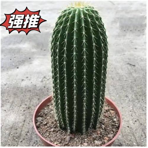 新款仙人柱大凤龙仙人掌沙漠庭院观景阳台盆栽多肉植物观赏仙人球