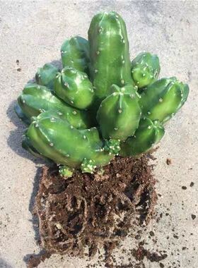 无刺桃太郎开花漂亮鹿角柱属美花角盆栽仙人掌阳台花卉绿植多肉