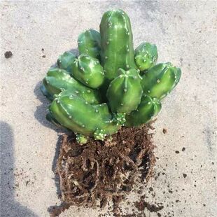 无刺桃太郎开花漂亮鹿角柱属美花角盆栽仙人掌阳台花卉绿植多肉