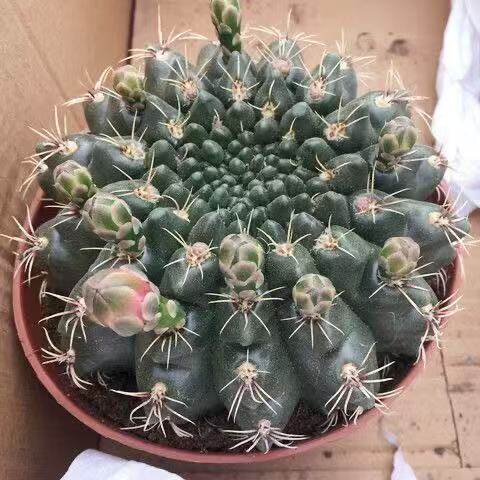 带花苞发货实生仙人球绯花玉多肉植物开花神器办公室颜色随机发图片