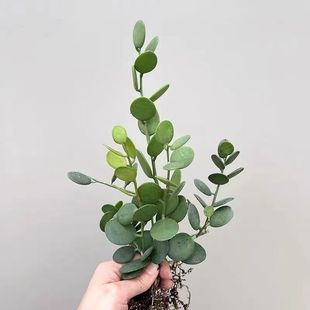 奇趣圆叶碧雷鼓耐阴耐旱爬藤观叶吊兰绿植室内多肉植物组合盆栽