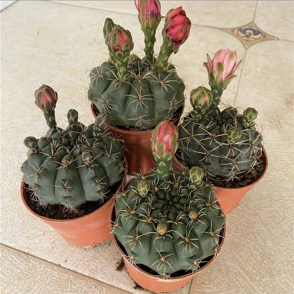 夏季带花实生【绯花玉】开花漂亮多肉办公室植物盆栽多种颜色随机图片