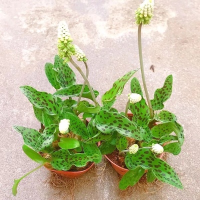 阔叶油点百合豹纹红宝大叶宽叶观叶观花观茎多用途室内绿植