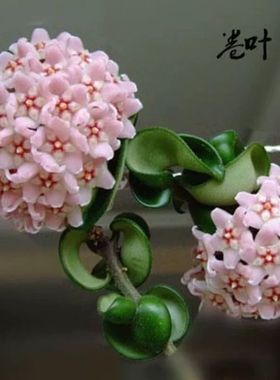 卷叶球兰 Hoya compacta 可爱卷卷叶长藤垂吊耐阴室内绿植