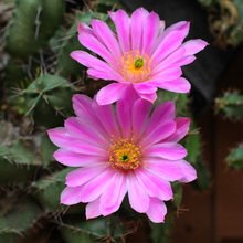 仙人球鹿角柱多肉植物【宇宙殿】易养易开花仙人球侧芽自根