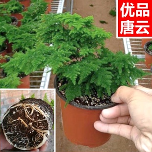 云竹原盆唐山云竹唐山矮文竹云松竹唐山矮生云竹盆栽包邮植物