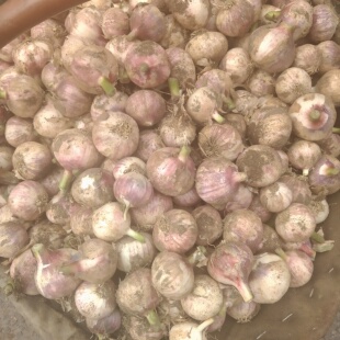 东北黑龙江新鲜干独头蒜独头蒜黑龙江牡丹江宁安