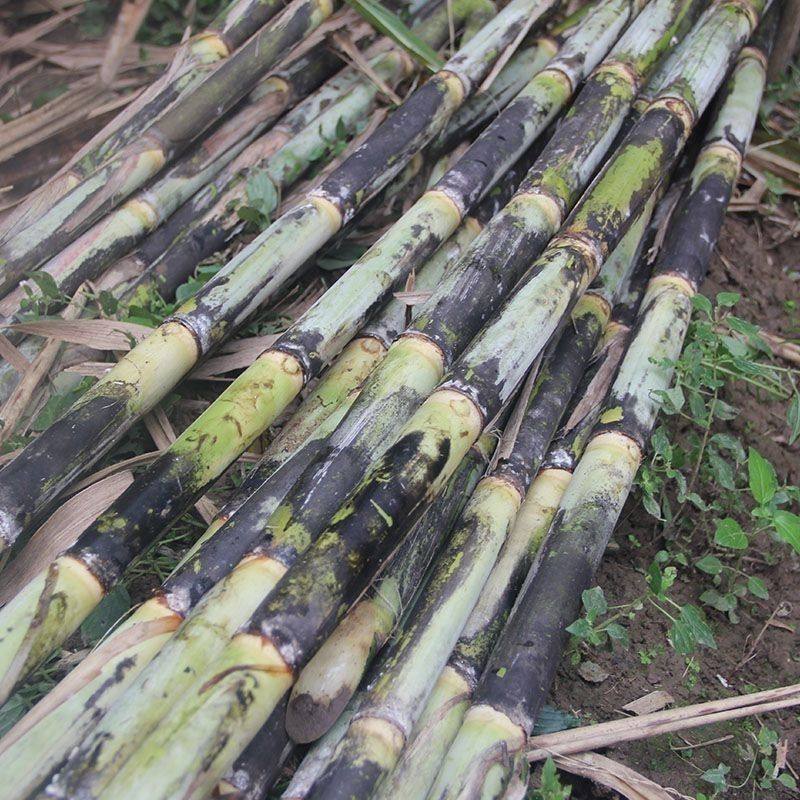 四川正宗青皮甘蔗新鲜黑皮薄皮绿皮水果特产中段现砍孕妇当季,水产肉类/新鲜蔬果/熟食,甘蔗,淘宝优惠券,粉丝福利购,淘宝优惠卷
