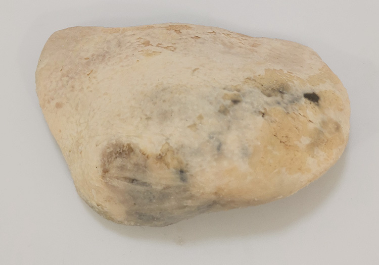 羊脾脏外形畜牧兽医宠物健康医学技能提高教学沟通收藏摆件