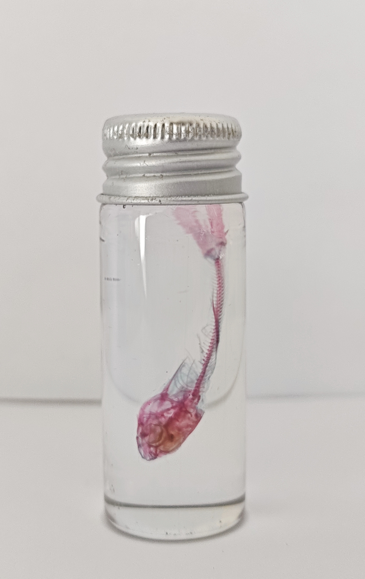 透明瓶装雅鱼标本摆件染色个性礼品科普礼物陈列生物课办公室