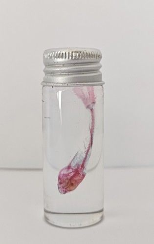 透明瓶装雅鱼标本摆件染色个性礼品科普礼物陈列生物课办公室