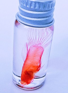 透明孔雀鱼工艺品收藏摆件伴手礼激发孩子探索兴趣提高生物知识