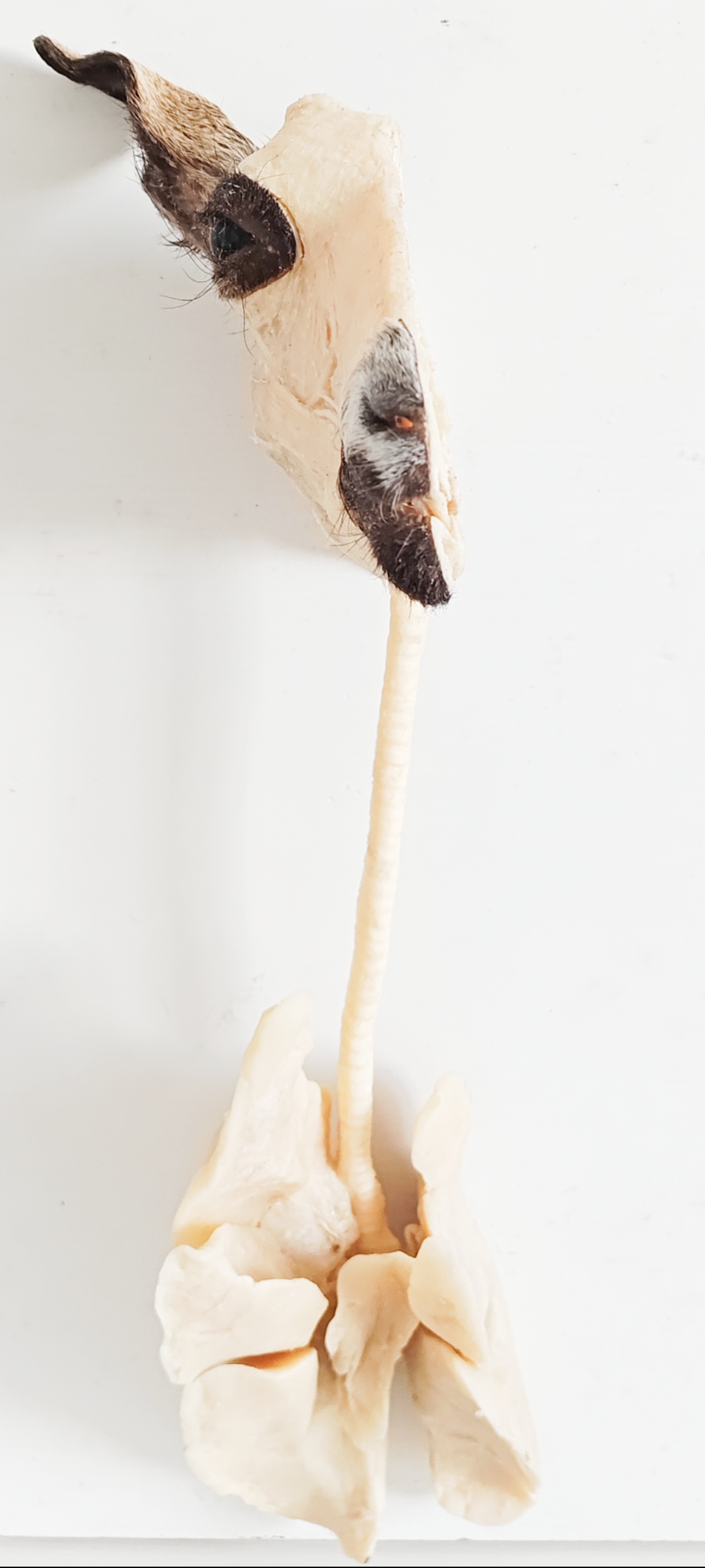 羊呼吸系统概观塑化标本动物医学宠物医疗实验室教学标本