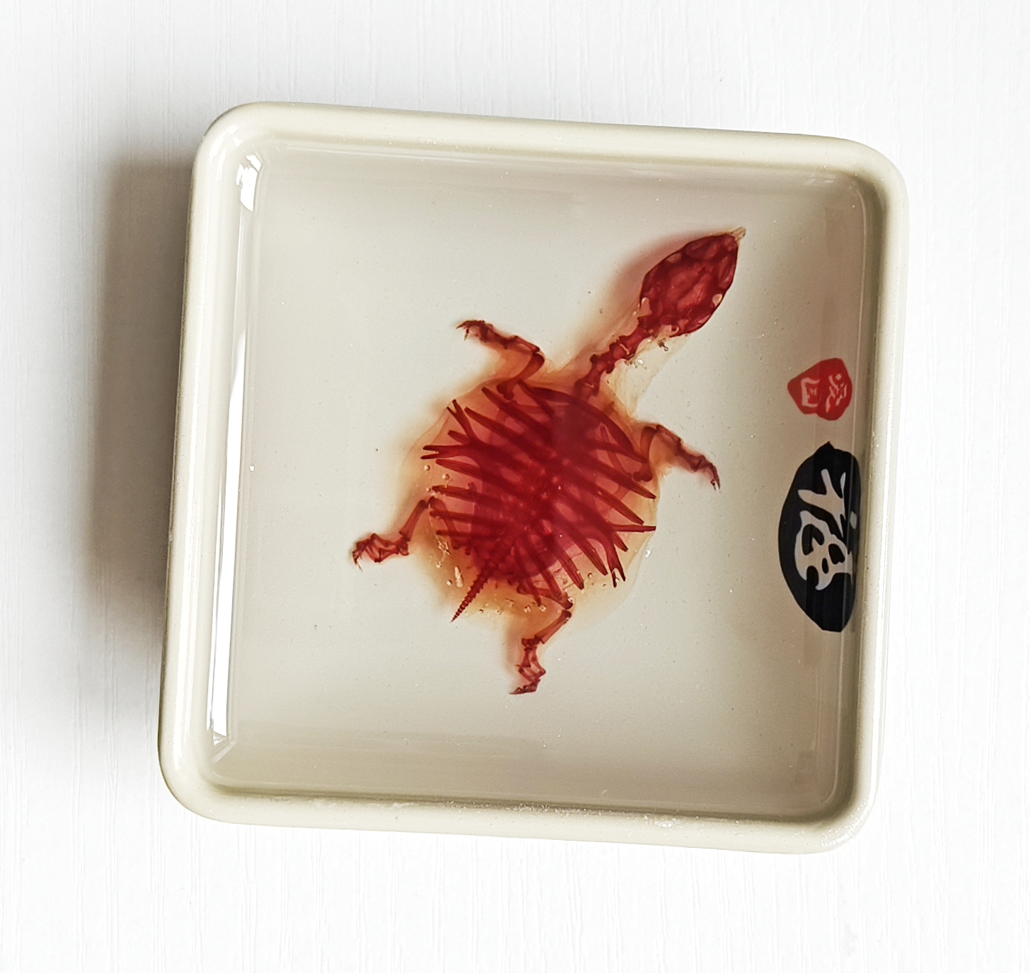 透明福龟盘摆件福龟福禄居家装饰个性礼品收藏科普陈列