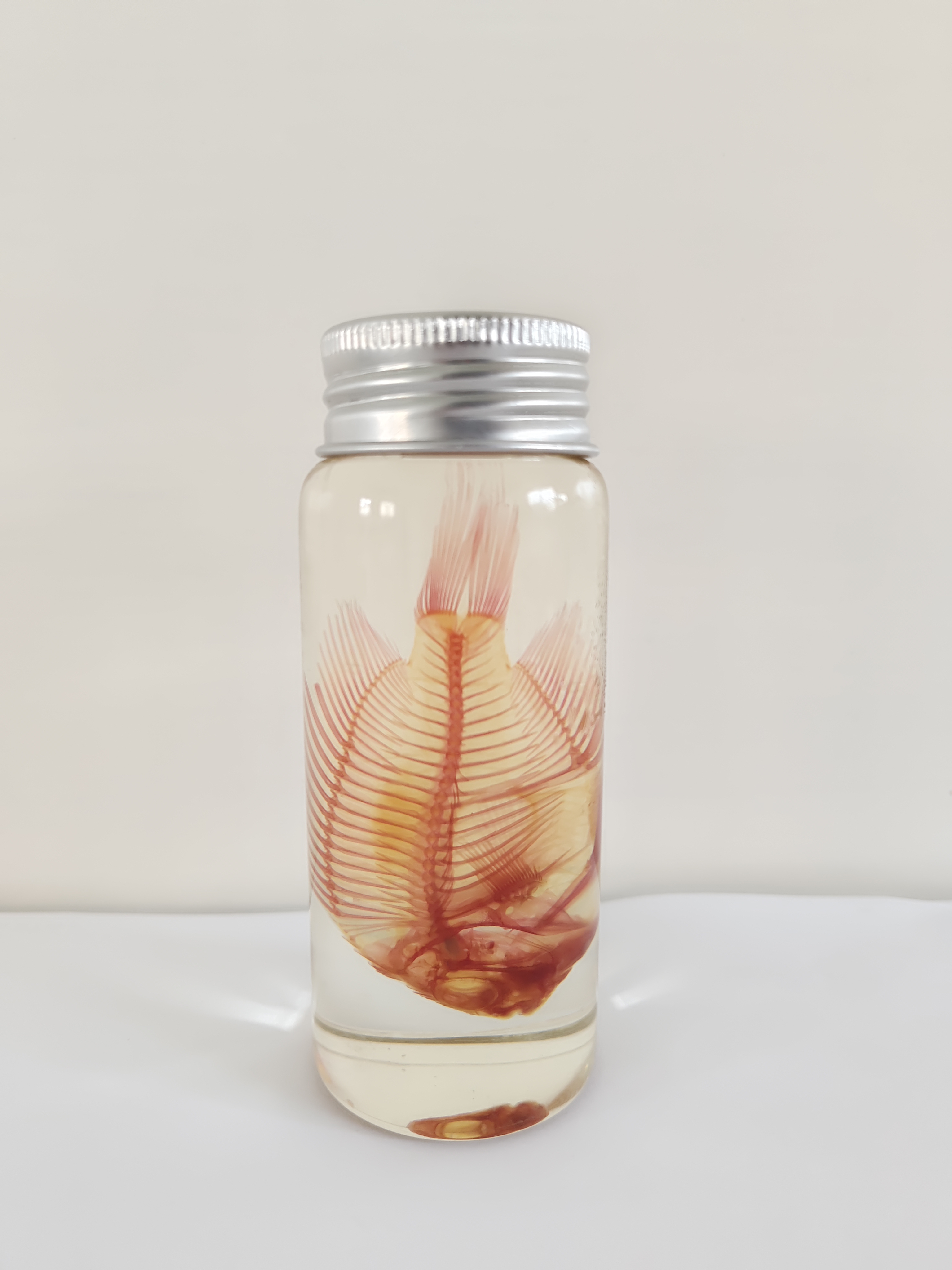 透红小丑鱼透明骨骼标本海洋馆科普陈列激发孩子探索自然兴趣