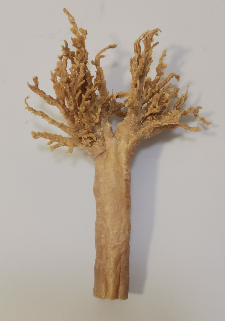 犬支气管树实物标本让宠物医生技能更上一层楼，教学交流更顺畅