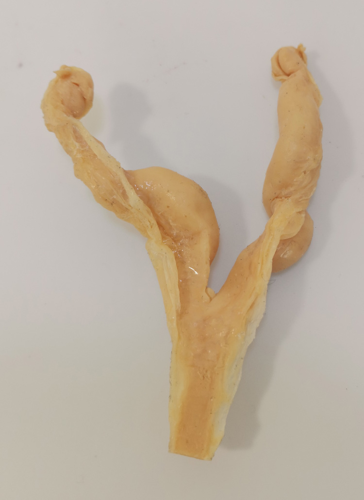 猫内生殖子宫，宠物医生技能快手进步，宠物健康，兽医教学练习