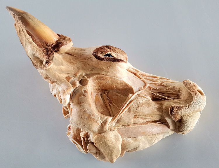 塑化标本保管简单使用周期长