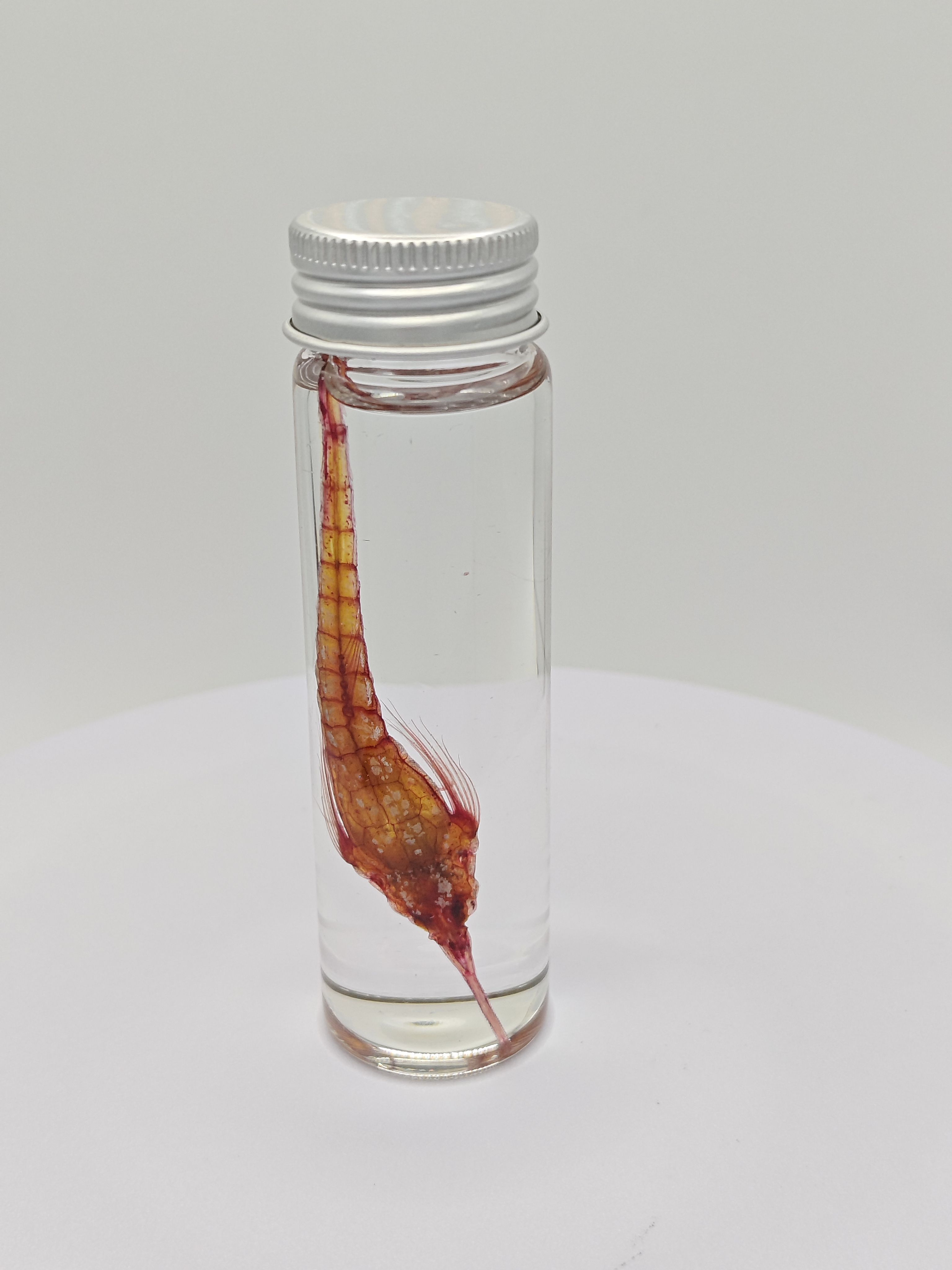 创意人气礼物透明染色海麻雀瓶装标本非活体工艺品礼品摆件