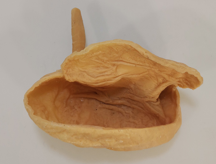 猫胃剖开标本畜牧兽医宠物健康医学技能提高教学沟通收藏摆件