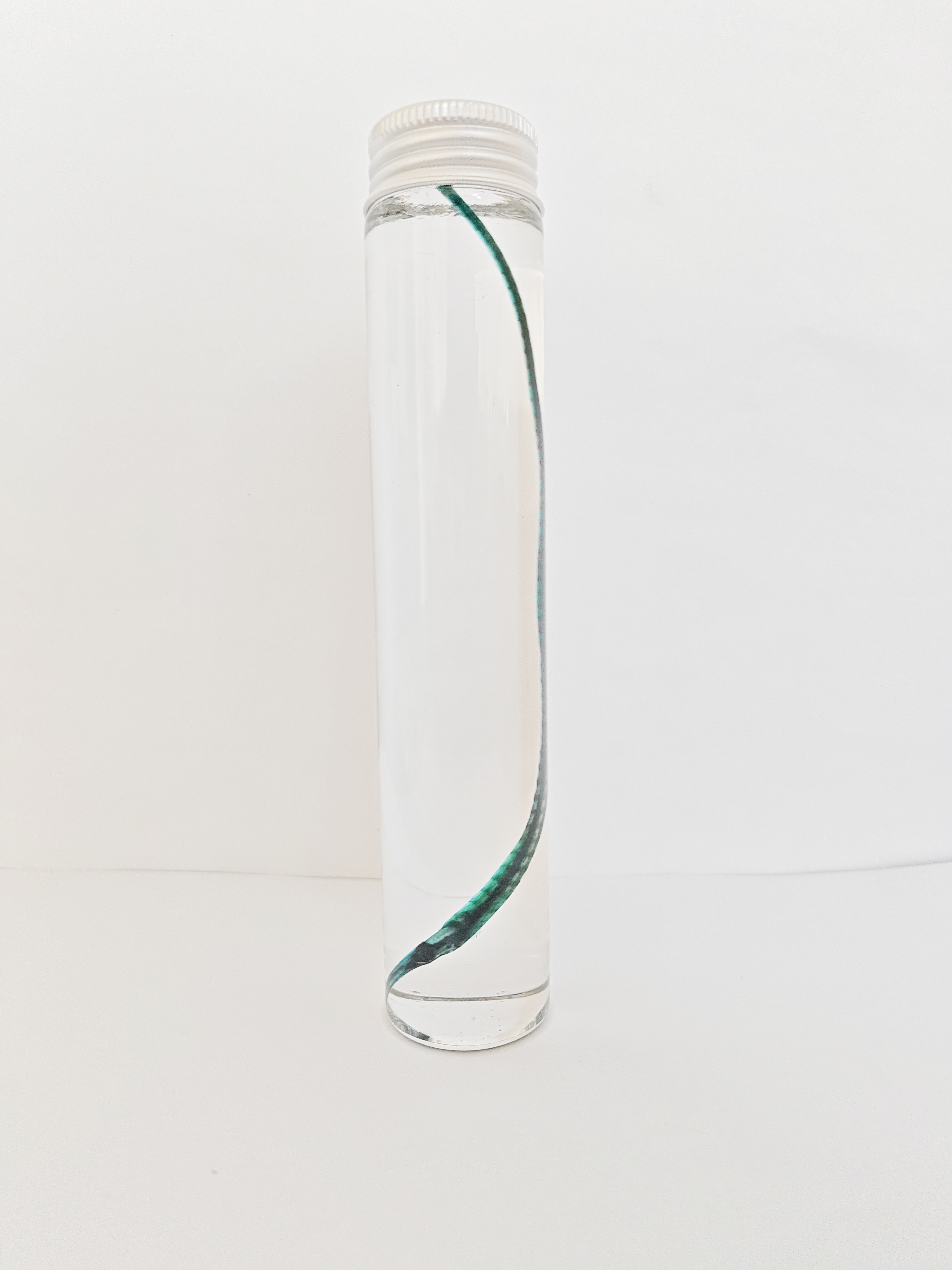 透明瓶装蓝色海龙标本摆件染色个性礼品科普礼物陈列生物课办公室