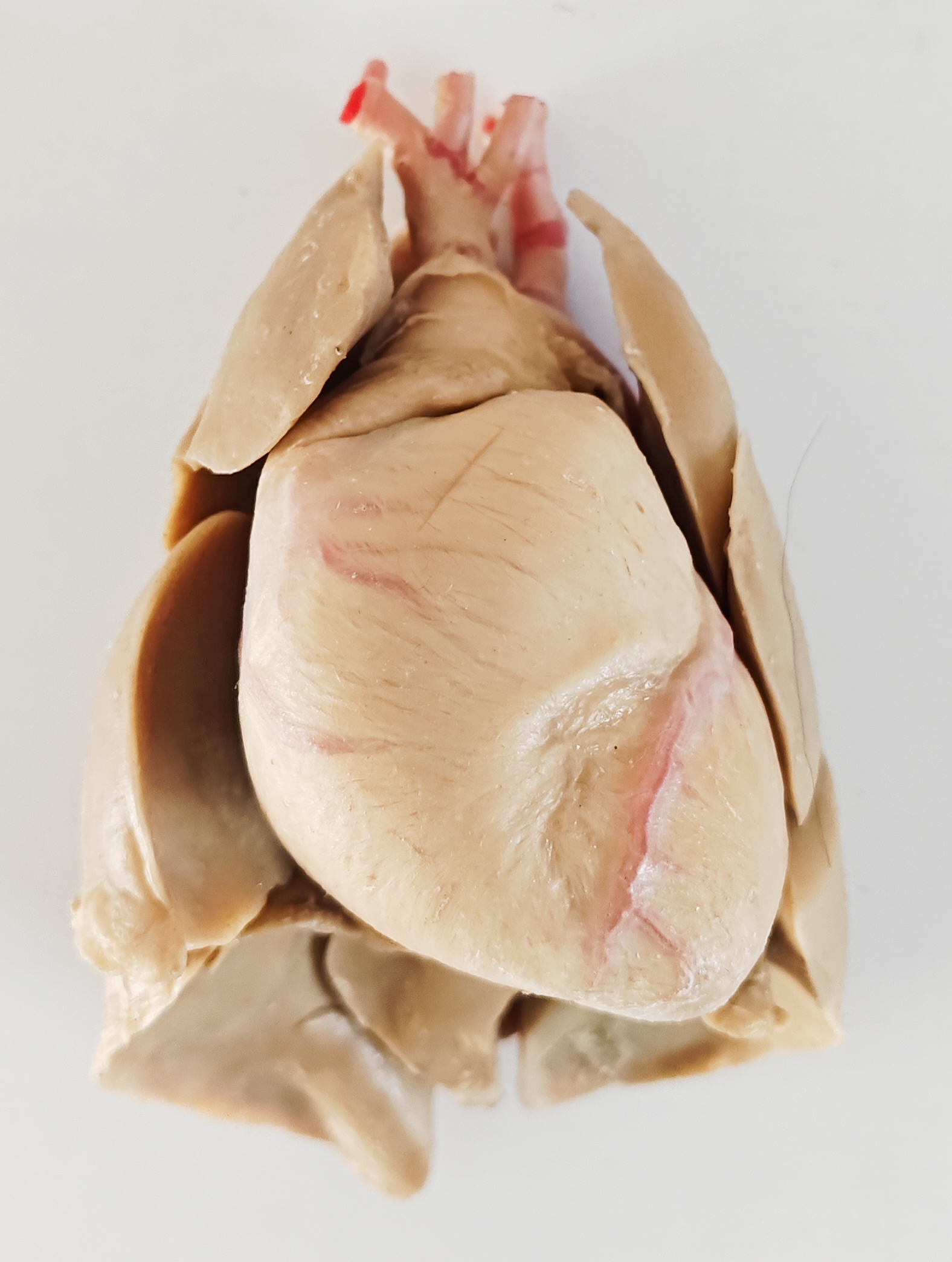 犬心肺联合生物塑化标本动物医学宠物医疗实验室教学标本