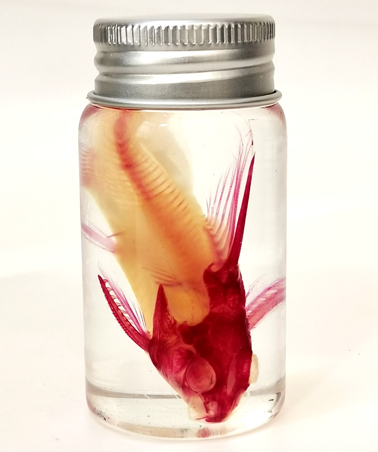 返游猫透明标本海洋馆科普陈列激发孩子探索兴趣