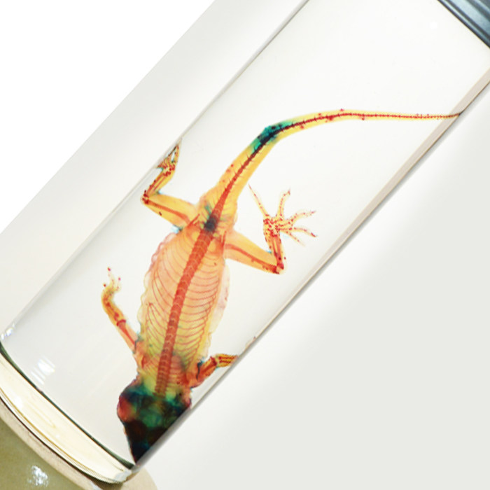 壁虎透明动物骨骼标本客厅摆件纪念品汽车用品外观装饰创意工艺品