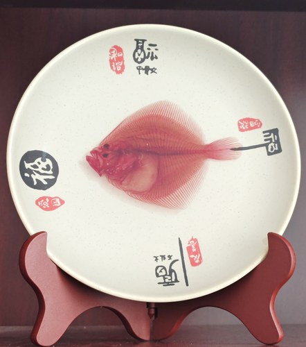 透明多宝鱼福盘摆件！多宝多福！居家装饰个性礼品收藏科普陈列