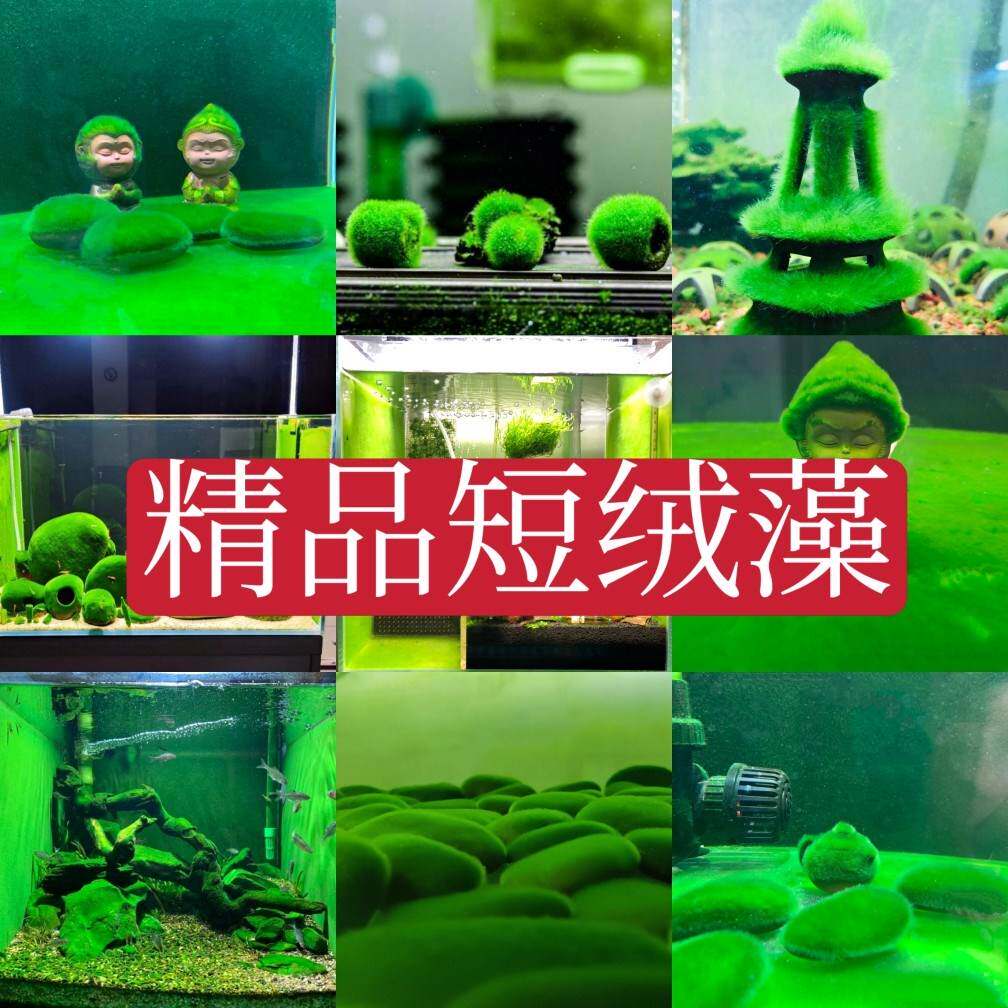 速发短绒藻缸绒苏绿藻藻种藻石藻球绿藻藻虾藻鱼长绿藻绿苔种水草