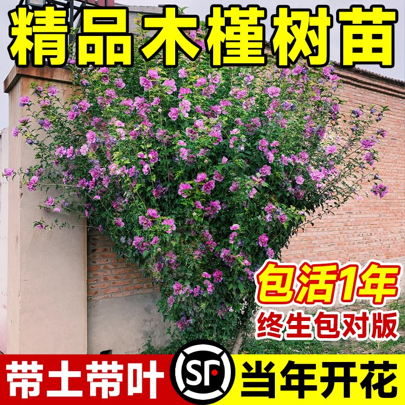 速发院槿花苗重瓣绿食用庭木盆栽花卉木槿棒棒糖四季好养可化苗木