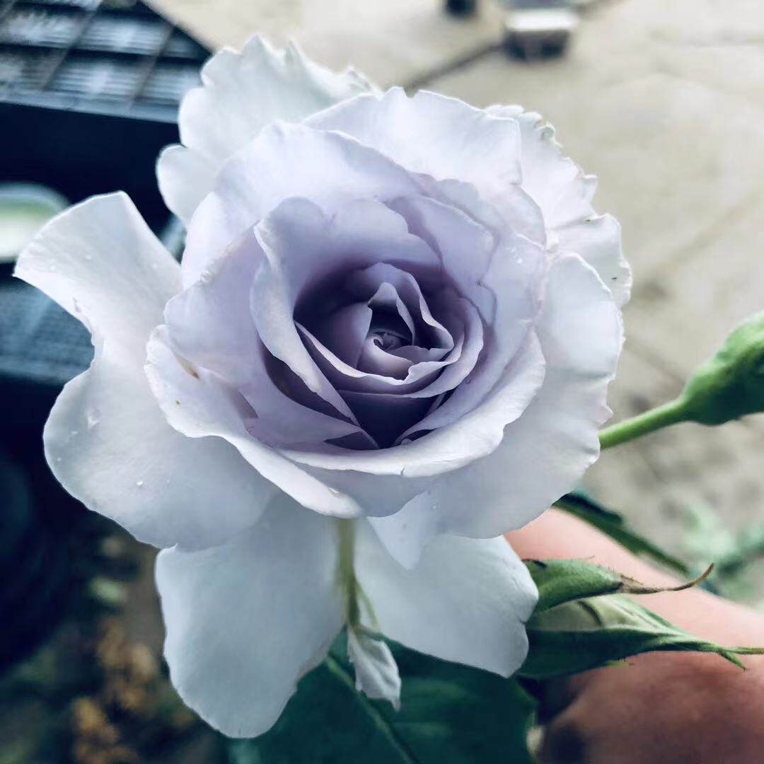 速发蓝雾/蓝色迷雾 盆木月  大花微香 河本纯子季灌栽花苗多季开