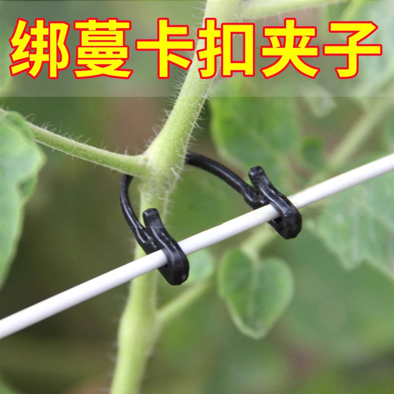 速发绑枝萄扣葡卡猕卡桃葡萄树枝条固定卡子塑料挂钩绑蔓绑枝猴扎