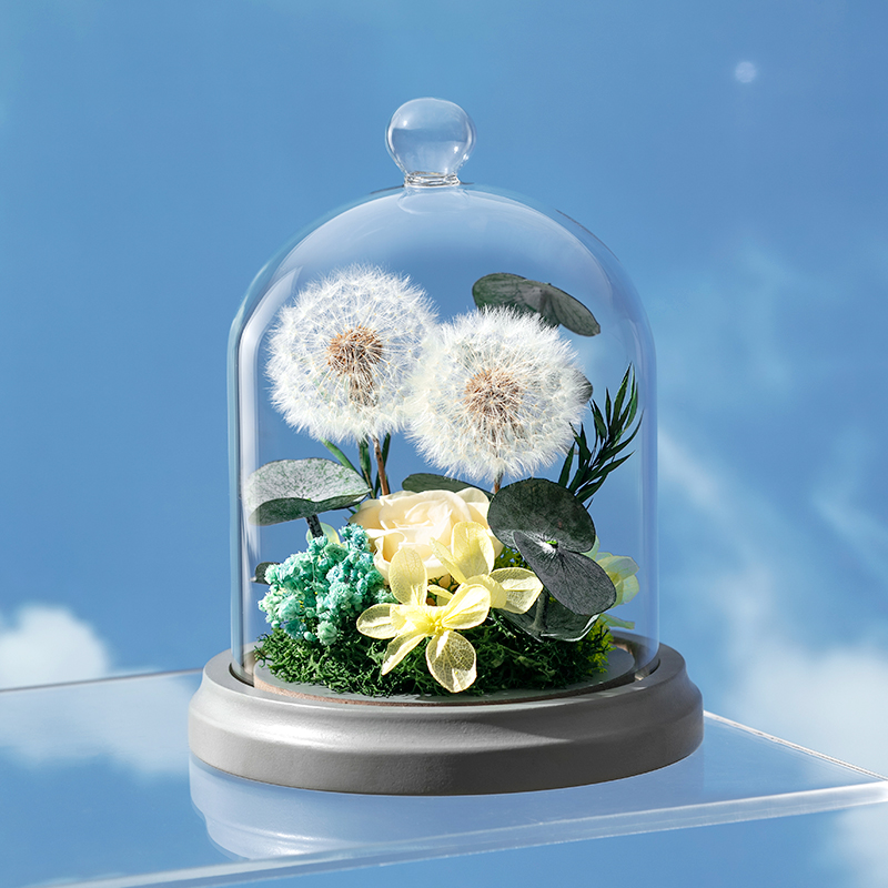 joyflower蒲公英的约定永生花